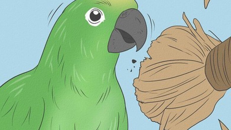 How to Entertain a Conure