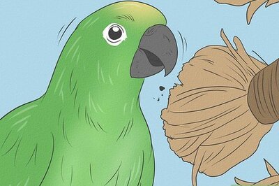 How to Entertain a Conure