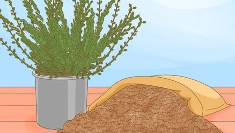How to Care for Heather Plants