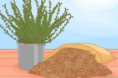 How to Care for Heather Plants