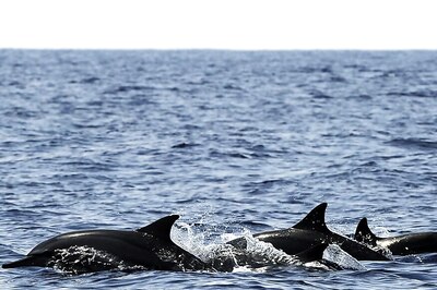 Meet the Fish Whose' Loud Sex Can Deafen Dolphins