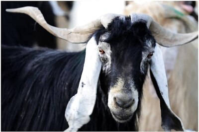 Goats and Sheep Quarantined After Shepherd Contracts Covid-19 in Karnataka Village