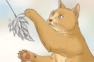 How to Get Your Cat to Sleep With You