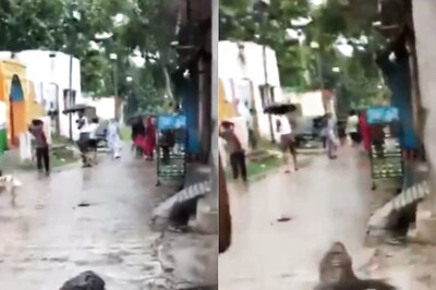 Video Of Crocodile Roaming Freely In UP's Bijnor Triggers Panic