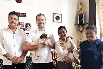 Rahul's 'Pet' Project: Congress Leader Adopts Twin Jack Russell Terriers from Goan Family