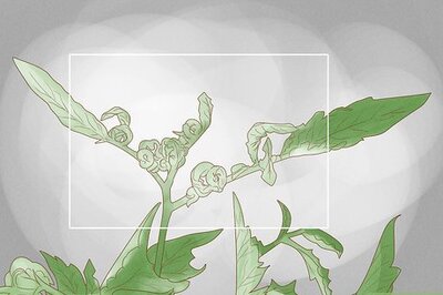 How to Treat Curly Top Virus in Tomatoes