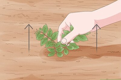 How to Remove Honeysuckle: Manual and Chemical Methods