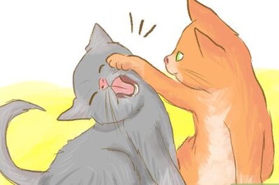 How to Stop a Kitten from Biting