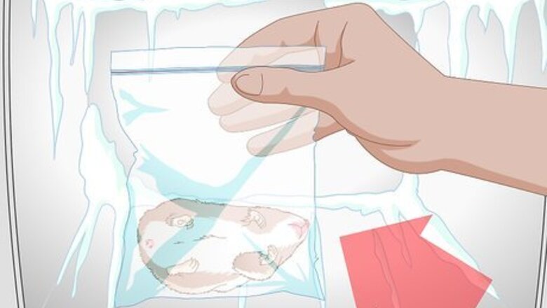 How to Bury a Hamster
