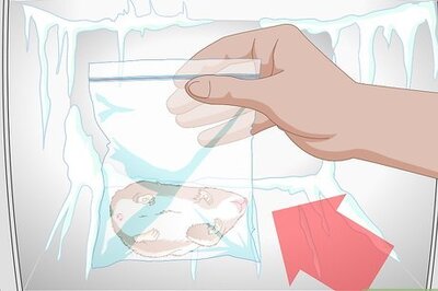 How to Bury a Hamster