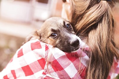 Dogs in Milan Are Now Chasing High-Street Fashion