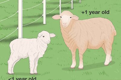 The Main Differences Between Lambs and Sheep