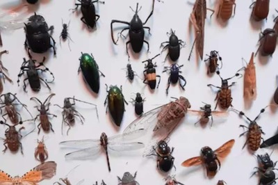 Billions of Insects Likely To Emerge From Ground For First Time In 221 Years