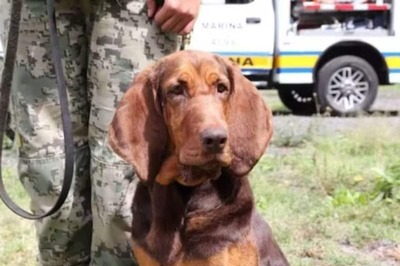 This Bloodhound Dog Tracks Down Biggest Drug Cartels In Mexico