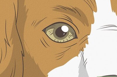 How to Recognize Fear in Dogs