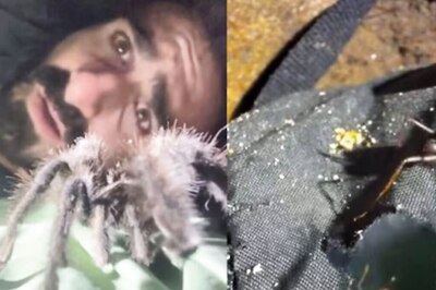Watch: Wildlife Conservationist Stuck Inside Tent After Leafcutter Ants Crawl Inside