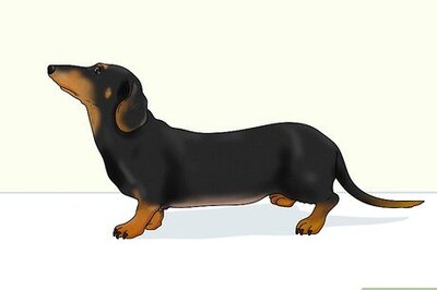 How to Identify a Dachshund