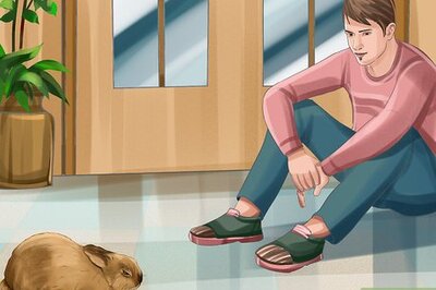 How to Tell if Your Rabbit Is in Pain