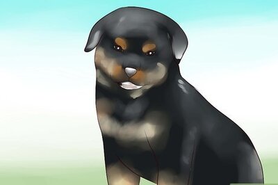 How to Train Your Rottweiler Puppy with Simple Commands