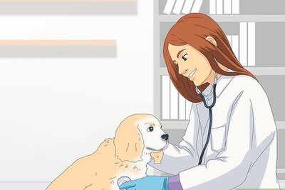 How to Get Dogs to Mate: Tips, Guidance, and Encouragement