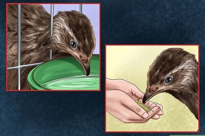 How to Keep Your Quail Happy