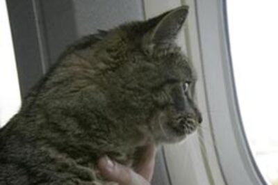 Cat  survives 70-mile ride under SUV