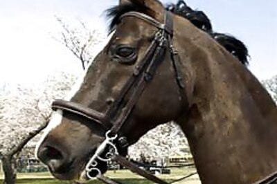 Horse beats the heat with sun cream