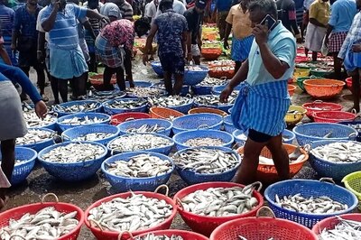 Tamil Nadu Fishermen Report Increase In Number Of Fish In Gulf Of Mannar