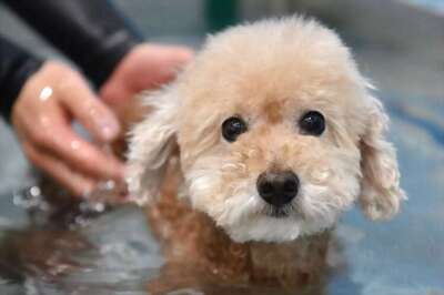 The truth about cats and dogs: Japan firm has an App for that