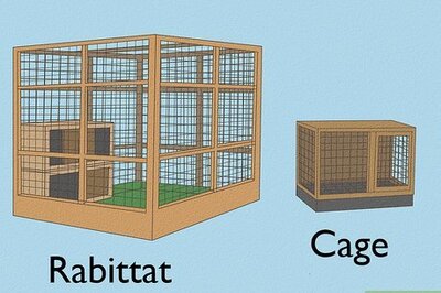 How to Design a Rabbit Playground