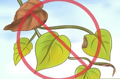 How to Clone Pothos