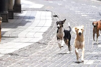 Maharashtra Govt Asked to Pay Rs 2 Lakh Each to 5 Animal Rights Activists Assaulted by Cop