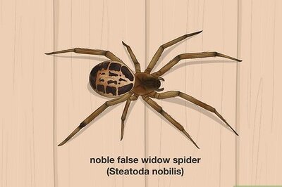 How to ID False Widow Spiders & What to Do If You Find One