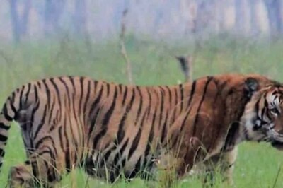 International Tiger Day: UP Lagging Behind the Target Set in 2010