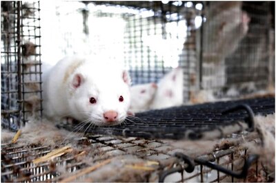 Dangers of 'Mutant' Mink Coronavirus Much Greater, Could Impact Vaccine's Effectiveness: Scientists