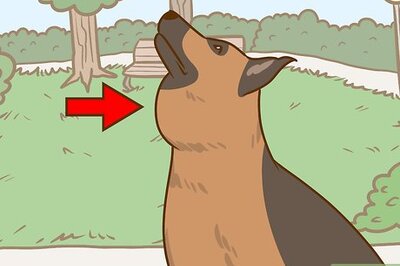 How to Recognize and Treat Salivary Mucocele in Dogs