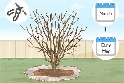 How to Prune Rose of Sharon