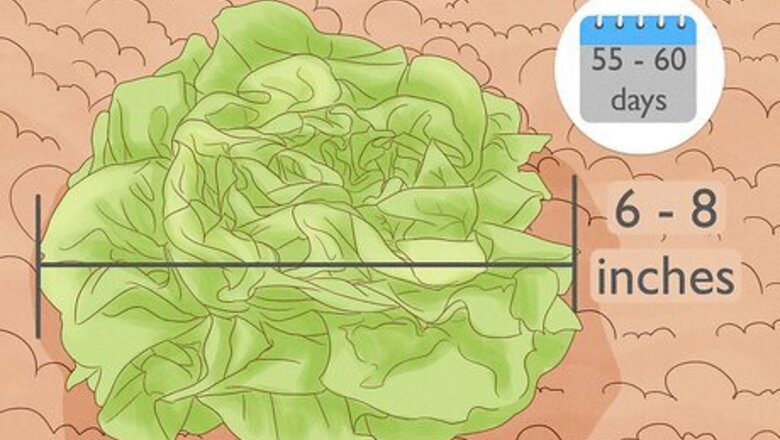 How to Harvest Buttercrunch Lettuce