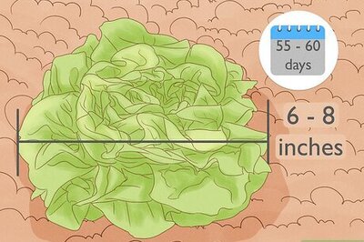 How to Harvest Buttercrunch Lettuce