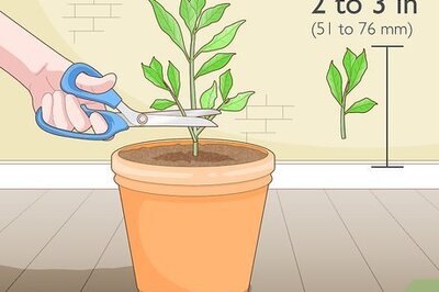 How to Promote Root Growth