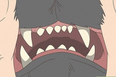 How to Determine the Age of Your Cat