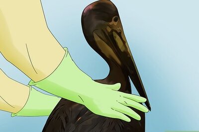 How to Clean Oil off Birds