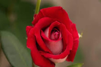 Valentine's Day 2024: How Roses Can Remove Obstacles In Your Love Life