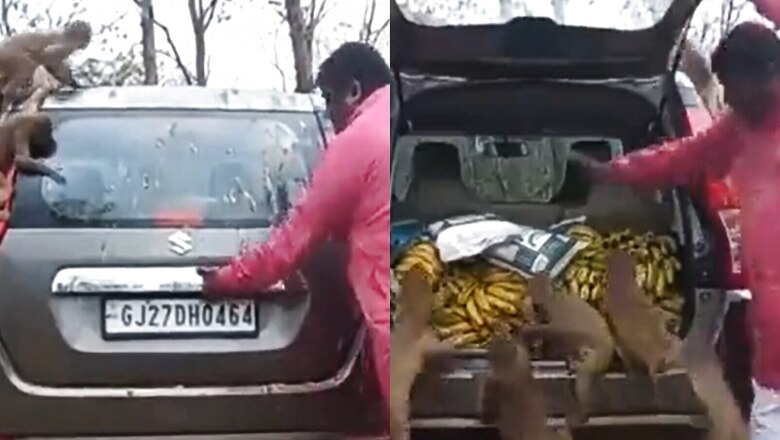 WATCH: Man Serves Huge Feast of Bananas to Monkeys, Internet Heaps Praise on Him