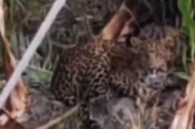 Leopard Causes Terror In UP’s Lakhimpur Kheri, Locals Complain Of Inaction By Forest Dept