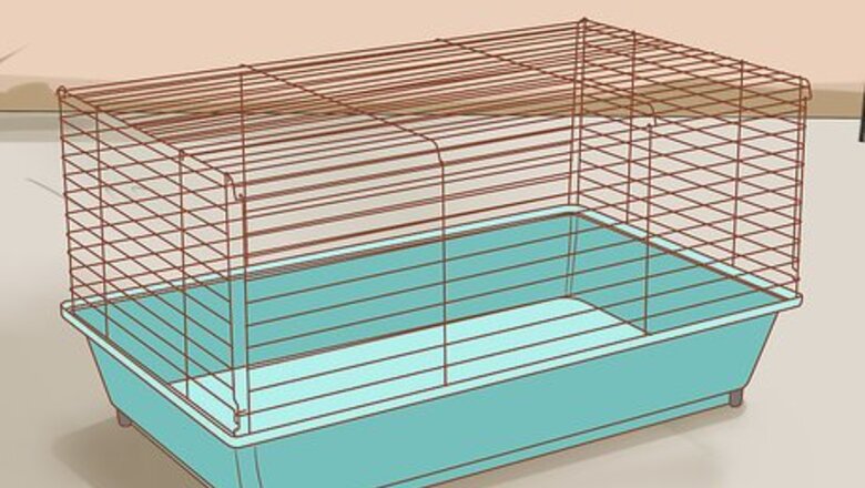 How to Care for Syrian Hamsters