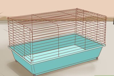 How to Care for Syrian Hamsters