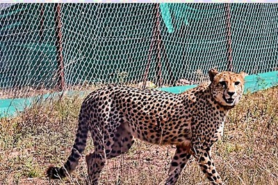 SC Concerned Over Death of Cheetahs at KNP, Ask Centre to Consider Shifting Them to Rajasthan