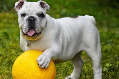 Leptospirosis is common during monsoon! Are dog owners prone to this disease?