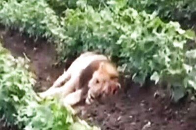 In Gujarat’s Amreli, Lion Spotted Resting In Cotton Crops